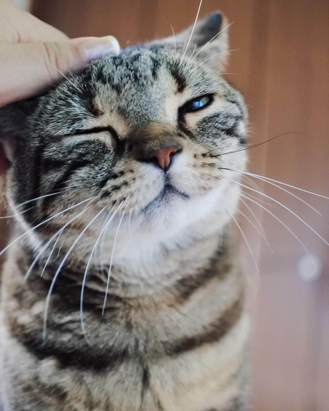 のインスタグラム：「当たり前のように朝起きるとつくねさんがそばにいる。日常だけど、噛み締めて、大事に大事にしないとね..😽❤️今日も#おはよう   #起こし隊#kitty#catstagram#catstagram_japan#petstagram#picneko#instacat#meow#catoftheday#catofworld#ilovemycat#funnycat#にゃんこ#みんねこ#にゃんだふるらいふ#ふわもこ部#PECOねこ部#ねこまみれ#ねこ休み展#americanshorthair#アメショ#アメリカンショートヘア#ねこのいる暮らし Tsukune」
