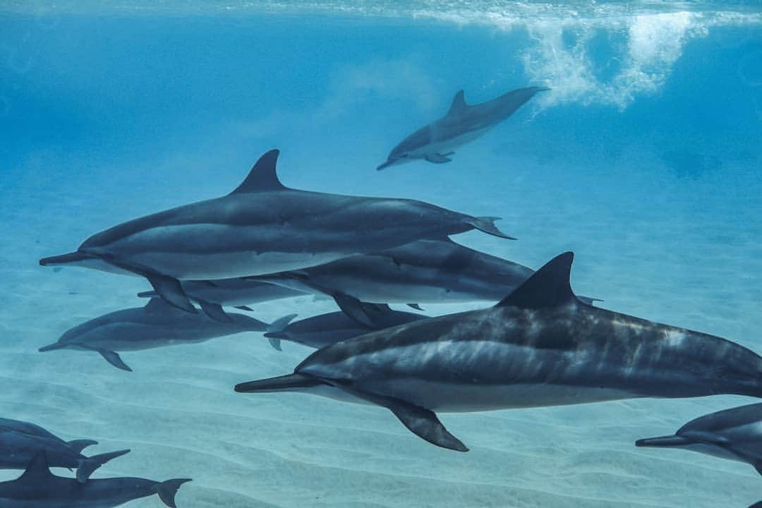 And Youさんのインスタグラム写真 - (And YouInstagram)「Who else is ready to race through the work week? ​. ​. ​. ​. ​. ​. ​. ​. ​. ​. ​. ​. ​. ​#hawaii #underwaterphotography #oahudolphins #swimwithdolphins #sealife #ocean #underwater」10月14日 8時34分 - dolphinsandyou