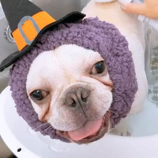 GEN3 Owlのインスタグラム：「ゲレゲレのかっこよさが1あがった！ Gere-gere is a little cooler! #dog #geregere」