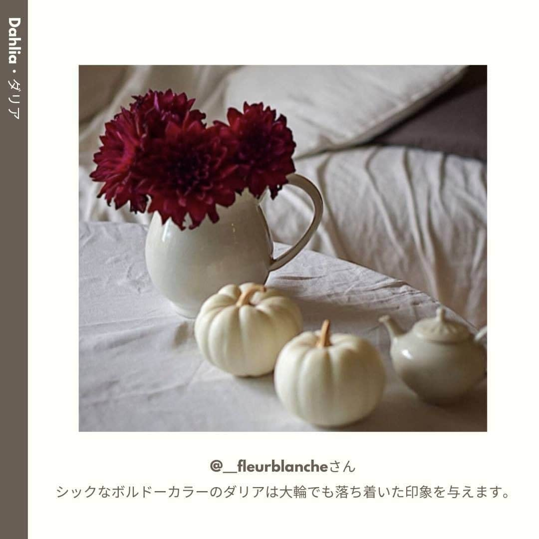 LOVEGREEN -植物と暮らしを豊かに。さんのインスタグラム写真 - (LOVEGREEN -植物と暮らしを豊かに。Instagram)「［10月🌼みんなの花あしらい］ . 澄んだ空気を肌で感じる10月。 . 木々が紅葉し、秋の花々が咲き誇ります。お料理が並ぶテーブルや、夜の読書タイムのお供に花を飾ってみませんか？  . 今回は10月のフラワーアレンジと共に、この時期のおすすめの花材や管理方法をご紹介します。 . 詳しくはプロフィール( @lovegreen_official )のURLよりチェック🌿 「みんなの花あしらい」から見てみてくださいね🌼 . ご協力ありがとうございました！ @__fleurblanche @arrietty.723 @kumitea1105 @sugikoweb @earlgreycooper . 「みんなの花あしらい」では、毎月季節のお花を生けたあしらいをご紹介しています。 . うちではこんな風に飾っています！こんなアレンジをしています！という方は、LOVEGREENの公式インスタグラムアカウントをフォローして、ハッシュタグ「#みんなの花あしらい」をつけて投稿してみませんか？もしかしたら、あなたの投稿がLOVEGREENの記事に掲載されるかも!? .  来月もお楽しみに♪ . #花 #花あしらい #バラ #薔薇 #ダリア #リンドウ #ムラサキシキブ #ワレモコウ #ハナナス #ヨウシュヤマゴボウ #トウガラシ #フラワーアレンジ #フラワーアレンジメント #花瓶 #秋の花あしらい #秋 #植物 #花のある暮らし #植物 #植物のある暮らし #植物のある生活 #植物と暮らす #植物が好き #シンプルな暮らし #シンプルライフ #暮らしを楽しむ #日々の暮らし #シンプルデザイン #植物と暮らしを豊かに」10月14日 9時00分 - lovegreen_official