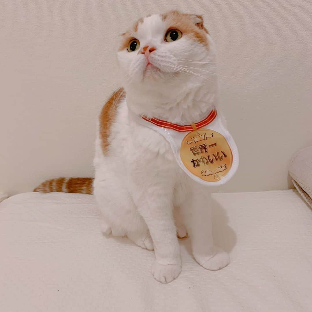 のんたさんのインスタグラム写真 - (のんたInstagram)「のんちゃんは金メダル🏅 世界一かわいいで賞 ・ #scottishfold #catstagram_japan #catsofinstagram #cats_of_instagram#catoftheday #ilovemycat #bestmeow #catlover #cutecat #kittensofinstagram #cute #スコティッシュフォールド」10月14日 9時33分 - utacci