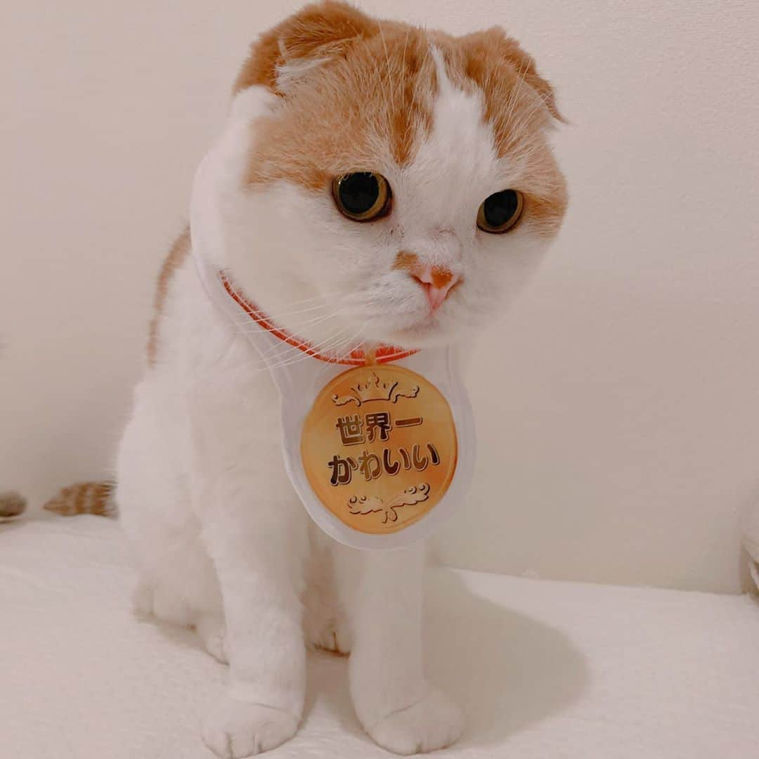 のんたさんのインスタグラム写真 - (のんたInstagram)「のんちゃんは金メダル🏅 世界一かわいいで賞 ・ #scottishfold #catstagram_japan #catsofinstagram #cats_of_instagram#catoftheday #ilovemycat #bestmeow #catlover #cutecat #kittensofinstagram #cute #スコティッシュフォールド」10月14日 9時33分 - utacci