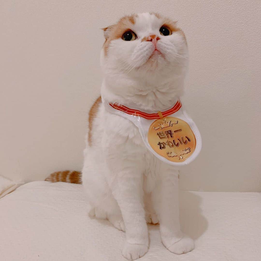 のんたさんのインスタグラム写真 - (のんたInstagram)「のんちゃんは金メダル🏅 世界一かわいいで賞 ・ #scottishfold #catstagram_japan #catsofinstagram #cats_of_instagram#catoftheday #ilovemycat #bestmeow #catlover #cutecat #kittensofinstagram #cute #スコティッシュフォールド」10月14日 9時33分 - utacci