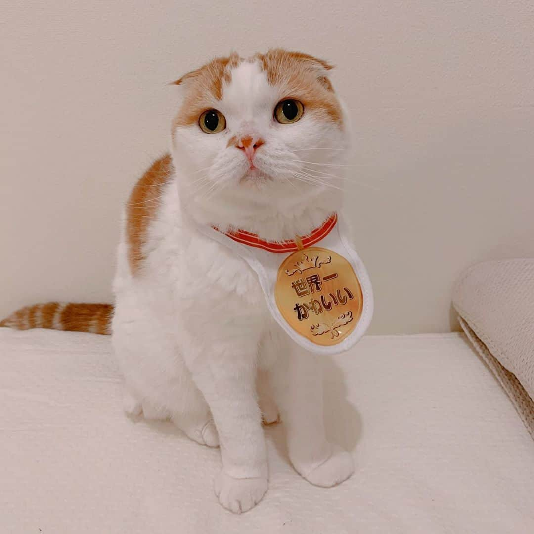 のんたさんのインスタグラム写真 - (のんたInstagram)「のんちゃんは金メダル🏅 世界一かわいいで賞 ・ #scottishfold #catstagram_japan #catsofinstagram #cats_of_instagram#catoftheday #ilovemycat #bestmeow #catlover #cutecat #kittensofinstagram #cute #スコティッシュフォールド」10月14日 9時33分 - utacci