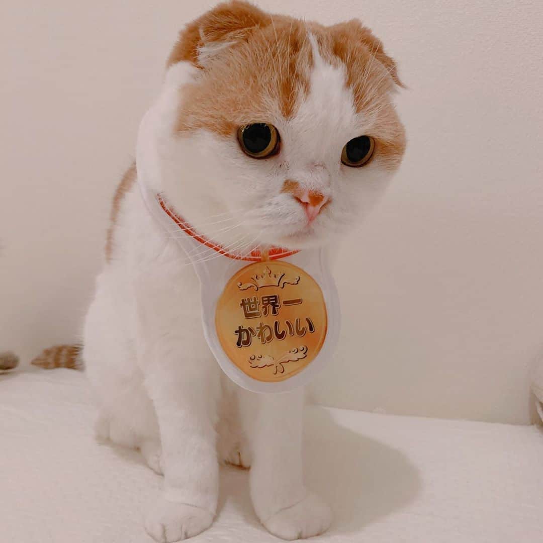 のんたのインスタグラム：「のんちゃんは金メダル🏅 世界一かわいいで賞 ・ #scottishfold #catstagram_japan #catsofinstagram #cats_of_instagram#catoftheday #ilovemycat #bestmeow #catlover #cutecat #kittensofinstagram #cute #スコティッシュフォールド」