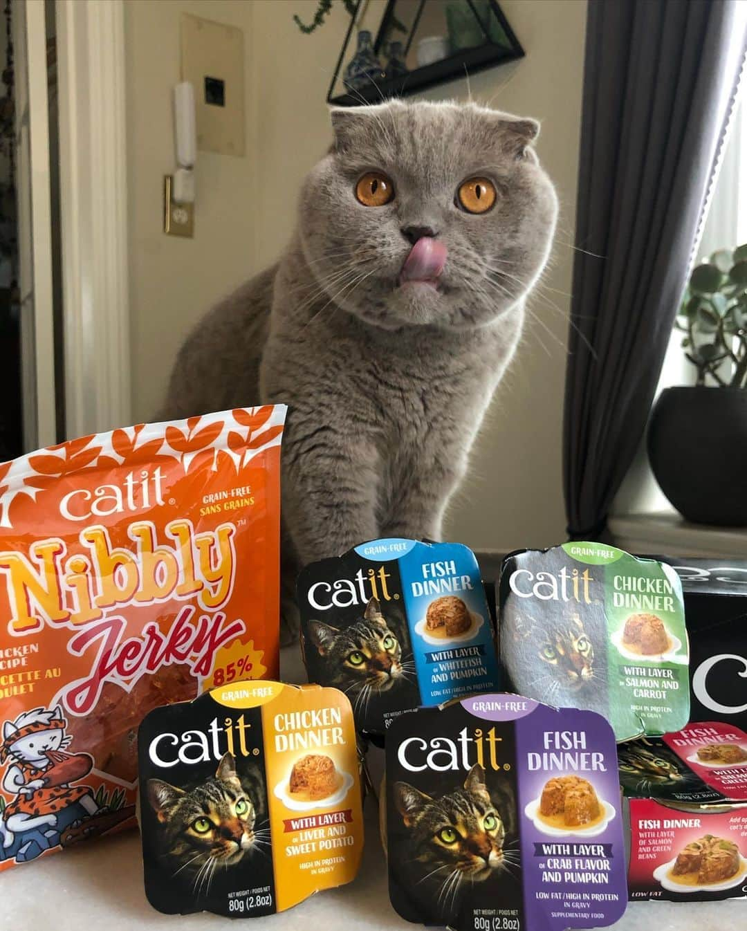 Millaさんのインスタグラム写真 - (MillaInstagram)「One word comes to mind when eating @catitdesignproducts CREAMY lick-able cat treats...D E L I C I O U S ! 😻 A product that is Milla, Winona & Kubrick APPROVED! 🐾 (link in bio & swipe up in story) 😽 #catit #MillaTheCat #WinonaCat #MrKubrickCat #catitdesignproducts」10月14日 9時42分 - millathecat