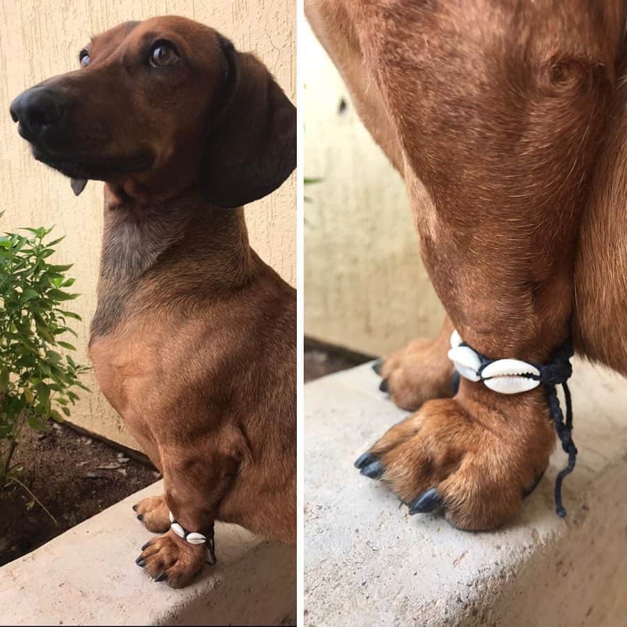 BarkBoxさんのインスタグラム写真 - (BarkBoxInstagram)「MARCELO IS VERY SELF-CONSCIOUS ABOUT HIS NEW ANKLET. PLS LET HIM KNOW HE LOOKS WONDERFUL.⁠ ⁠ (via @fifsof on here and twitter!)」10月14日 10時04分 - barkbox