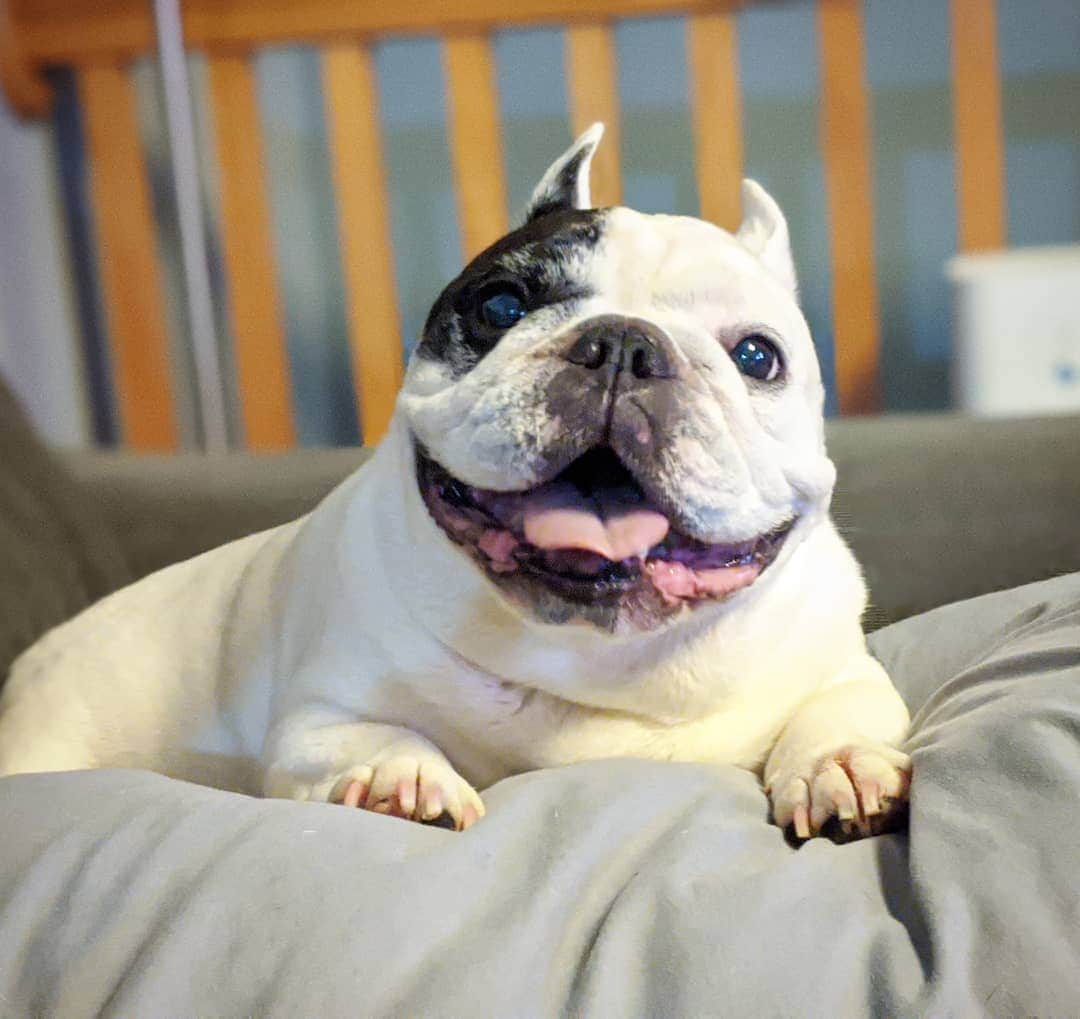 Manny The Frenchieのインスタグラム：「When you're a good boy and you know it! 😃」