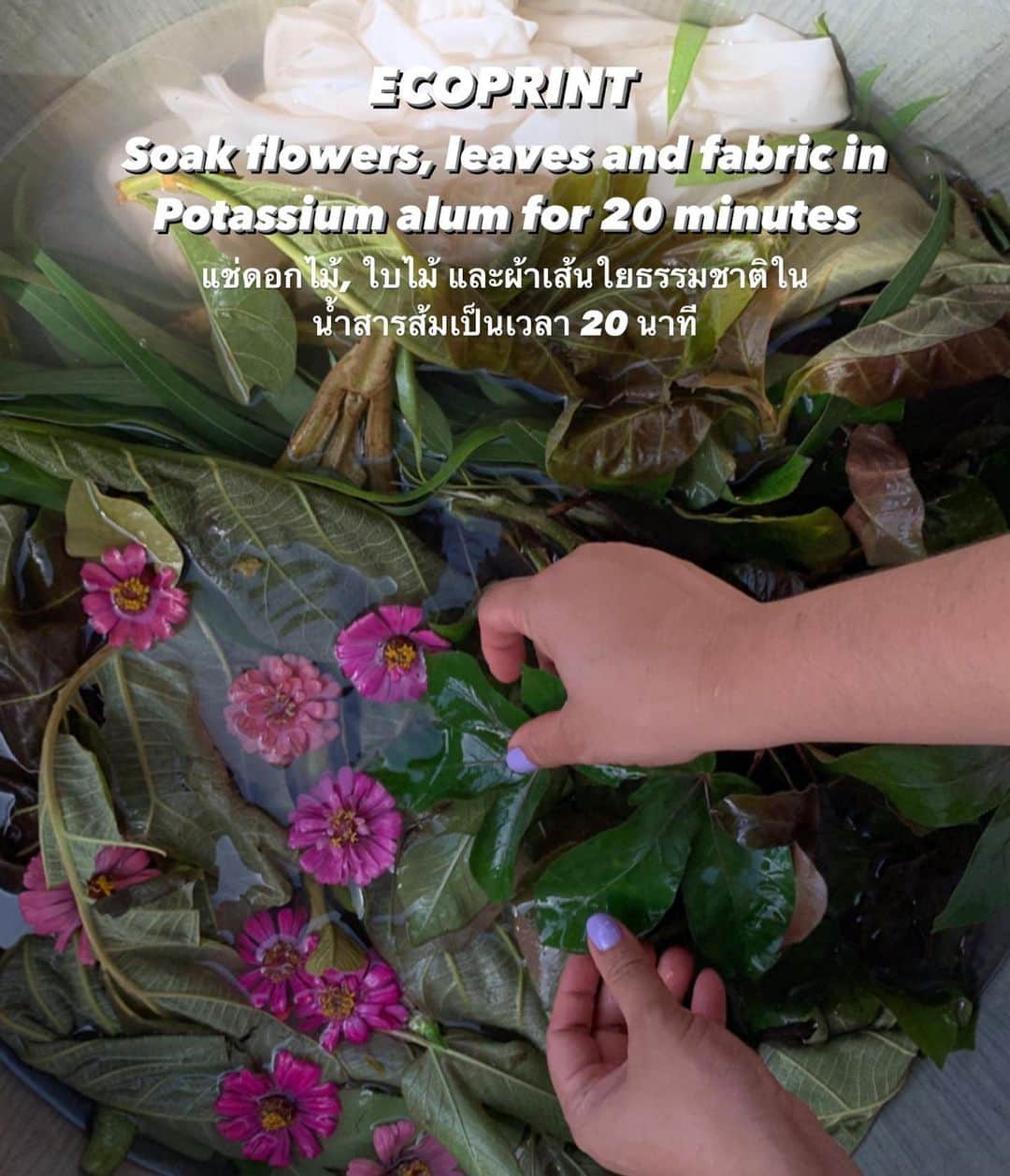 Amata Chittaseneeさんのインスタグラム写真 - (Amata ChittaseneeInstagram)「ECOPRINT  Exchanging knowledges with local community in Buriram province, Thailand 🌼🐝 -Pre mordant fabrics, flowers and leaves in Potassium Alum for 20 mins -arrange your design -secure it tightly  -steam for one hour and done!  ลอกลายใบไม้บนผ้า แลกเปลี่ยนความรู้กับกลุ่มทอผ้าภูอัคนี -แช่ใบไม้, ดอกไม้, ผ้าเส้นใยธรรมชาติในน้ำสารส้มเป็นเวลา 20 นาที -ออกแบบและเรียงใบไม้ตามสบายบนผ้า -ม้วนผ้าให้แน่นมากๆ และนำไปนึ่ง 1 ชั่วโมง   ✨ #ecoprint #bundledye #naturalcolour #teakleaf #pearypiegoesgreen」10月14日 11時11分 - pearypie