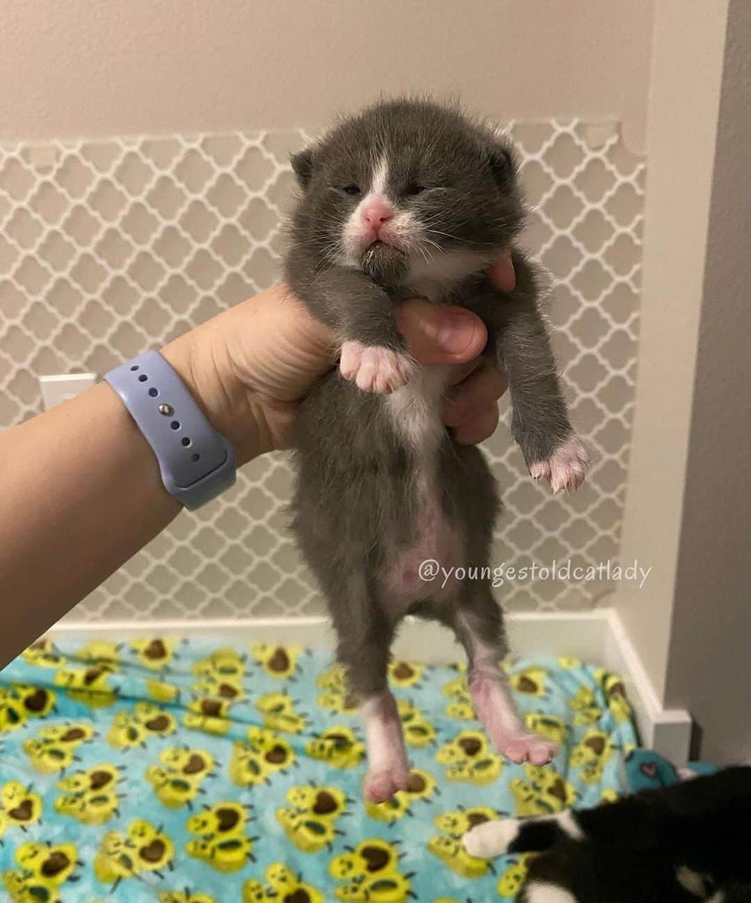 Cats of Instagramさんのインスタグラム写真 - (Cats of InstagramInstagram)「From @youngestoldcatlady: “I’ve literally never had kittens THIS chonky. They are THICK. I love it. 😂 This is Milo.” #catsofinstagram」10月14日 11時21分 - cats_of_instagram