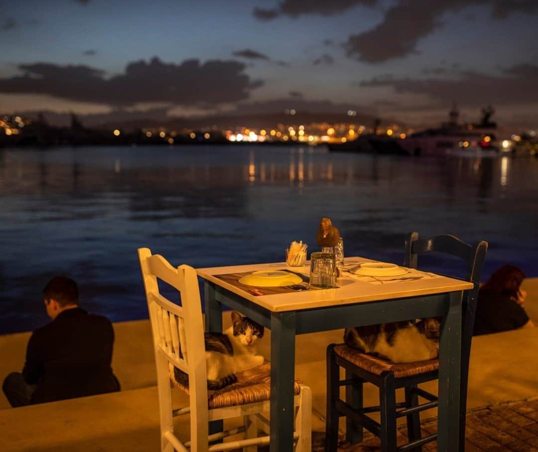 National Geographic Travelさんのインスタグラム写真 - (National Geographic TravelInstagram)「Photo by Muhammed Muheisen @mmuheisen / Cats rest on chairs at a restaurant in the coastal suburbs of Athens, Greece. For more photos and videos from different parts of the world, follow me @mmuheisen and @mmuheisenpublic. #muhammedmuheisen #Athens #Greece #Cat」10月14日 11時34分 - natgeotravel