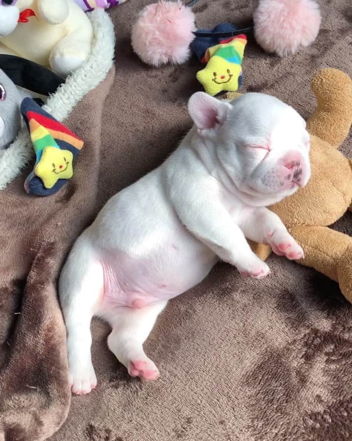 Regeneratti&Oliveira Kennelのインスタグラム：「Good night Otto 😴🥱 #cutepuppy #frenchie #socute #frenchies1 #goodnight」