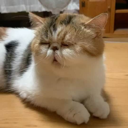 こちょねこ父さんのインスタグラム