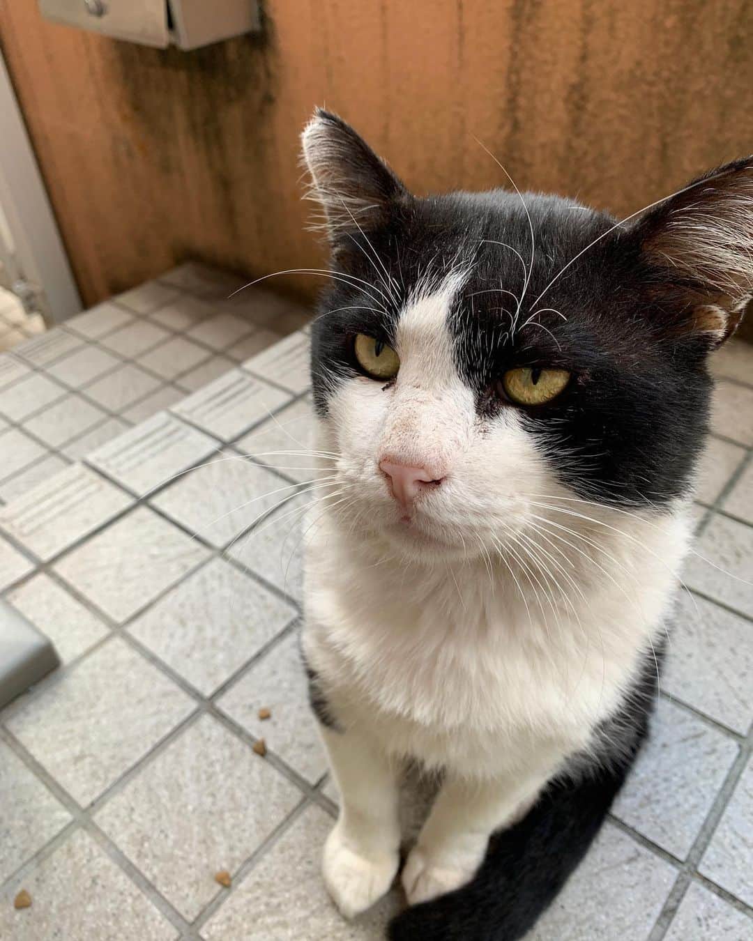 Kachimo Yoshimatsuさんのインスタグラム写真 - (Kachimo YoshimatsuInstagram)「おはようイカスミ。 Good Morning Ikasumi  9枚目の写真を撮ったところで、イカスミにiPhoneを猫パンチされ、iPhoneは水桶に水没。慌てて拾い上げた。 生活防水のiPhoneXrで良かった！ 今も無事に動いております。  #うちの猫ら #ikasumi #猫 #ねこ #cat #ネコ #catstagram #ネコ部 http://kachimo.exblog.jp」10月14日 12時08分 - kachimo