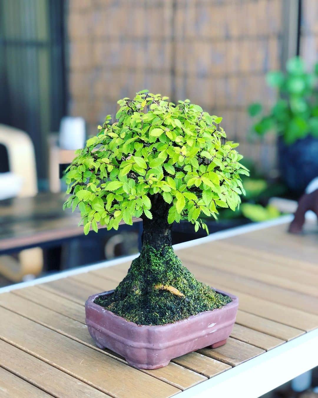 金成公信のインスタグラム：「ニレケヤキ。苔が幹を登ってきてるのがたまりませんね。#ニレケヤキ #盆栽 #bonsai #bonsaijapan #japanesebonsai #wabisabi #bonsailovers #bonsailife #bonsaitree #bonsaiart #bonsaigram #bonsaiworld #plants #tree #greenlife #greenlifestyle #苔 #moss #睡蓮 #睡蓮鉢 #ビオトープ #biotope #メダカ #waterlilybowls」