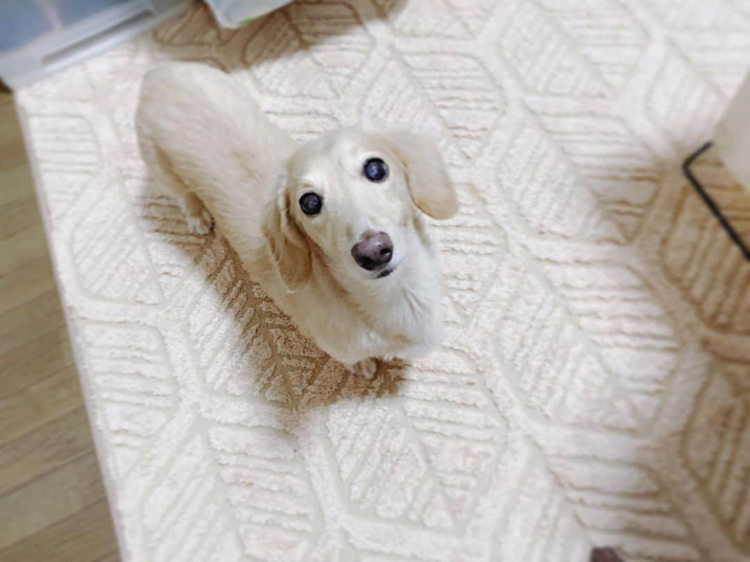 菅長愛子のインスタグラム：「🐶🏠🐾  🐶愛犬(らぶ♀10歳)ミニチュアダックス  らぶちゃん🐶  おうちの中では金魚のフン状態❤️ ご飯作る時も、食べる時も、トイレ行く時も、洗濯物干す時も、寝る時も、、 ついて来て近くにいてくれる🐶💘  (おやつ待ちなのかもしれない) ワンちゃんOKなカフェ近所にないかな〜🍰☕️  #犬のいる暮らし #ミニチュアダックス #ミニチュアダックスフンド #犬のいる生活 #犬好きな人と繋がりたい #いぬすたぐらむ #いぬのきもち #わんすたぐらむ #わんこのいる生活 #らぶ #🐶 #dogstagram #dog #dogs #doglover #family #love #diet #ダイエット #ダイエット仲間募集」