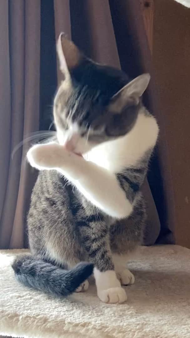 のインスタグラム：「My cat heard a noise suddenly.」
