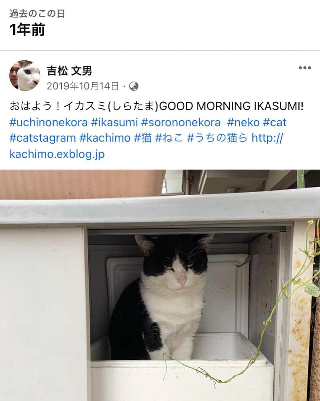 Kachimo Yoshimatsuさんのインスタグラム写真 - (Kachimo YoshimatsuInstagram)「一年前もイカスミは、民宿吉松にいた。 #うちの猫ら #ikasumi #猫 #ねこ #cat #ネコ #catstagram #ネコ部 http://kachimo.exblog.jp」10月14日 12時21分 - kachimo