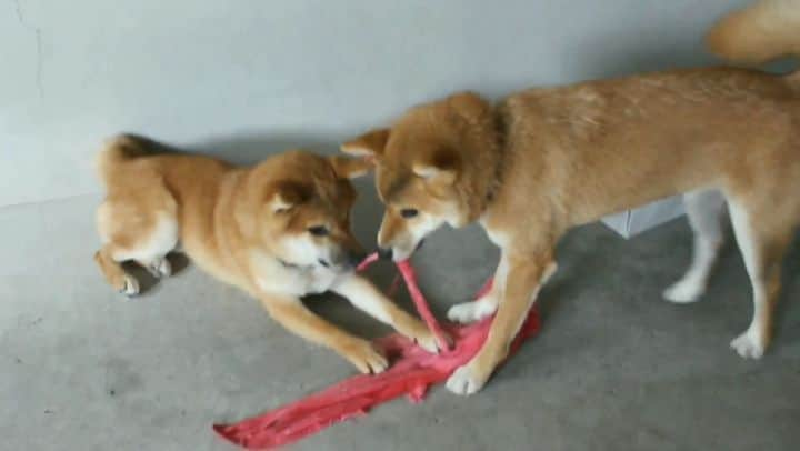 柴犬たま Shibainu Tamaのインスタグラム