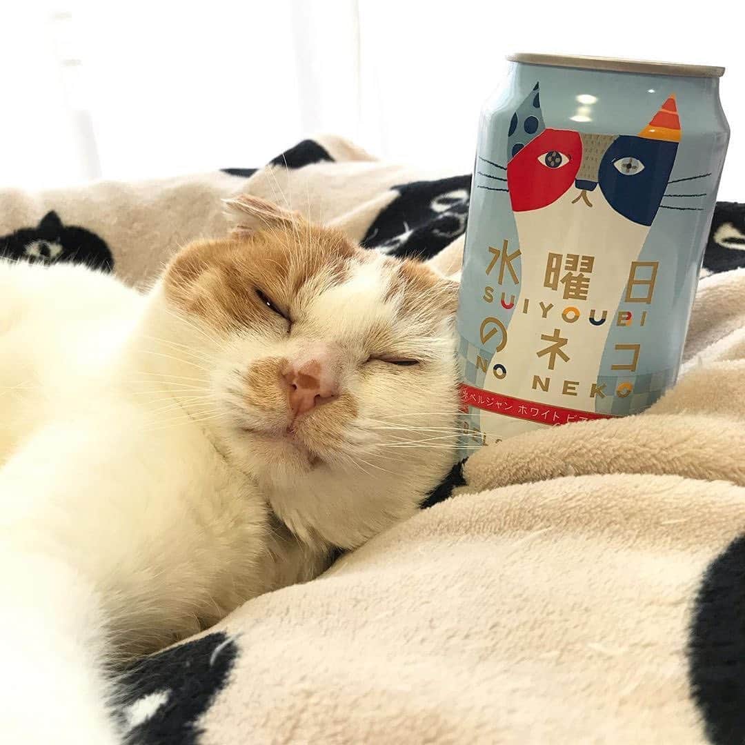 よなよなエール/ヤッホーブルーイングさんのインスタグラム写真 - (よなよなエール/ヤッホーブルーイングInstagram)「#Repost 今週の#水曜日のネコ は、@tenasaku さんのネコちゃん「ムッタさん」🐈 今夜は、ムッタさんみたいにの～んびりねむりた～い💤 素敵な投稿ありがとうございます！ . 今日は、週の真ん中 #すいようび 。 水曜日のネコを飲みながら、 家でのんびり過ごしませんか？🍺  ===  ハッシュタグ #水曜日のネコ をつけて、 愛猫ちゃんと「水曜日のネコ」のベストショットをポスト📸 毎週水曜日、今週の1枚をご紹介します🐈  === . . #猫 #cat #ねこ部 #ネコ部 #ねこ写真 #ネコ写真 #猫部 #ねこら部 #ねこすた #ねこすたぐらむ #ねこスタグラム #猫スタグラム #ねこばか部 #ねこもふ団 #猫もふ団 #猫好き #猫のいる風景 #にゃんこ #にゃんこ部 #ねこのきもち #ねこのきもち部 #猫好きさんと繋がりたい #猫のいる暮らし #catstagram #instacat #worldwide_meowdels」10月14日 22時13分 - yonayona.ale