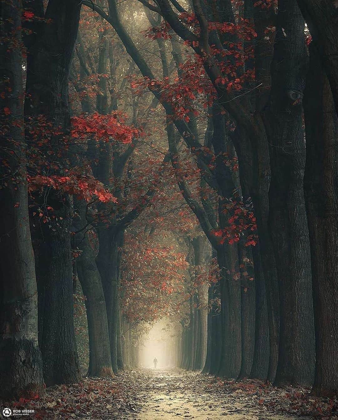 Canon Photographyさんのインスタグラム写真 - (Canon PhotographyInstagram)「Moody forest walks in 🇳🇱 Photography // @rob_visser_photography Curated by @steffeneisenacher  #holland #netherlands #forestphotography #tree_magic #tree_captures」10月14日 22時25分 - cpcollectives