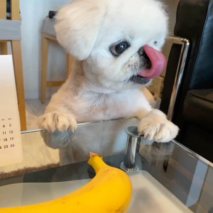 こなつのインスタグラム：「🥳Party time🐶🍌🍌🍌💖」
