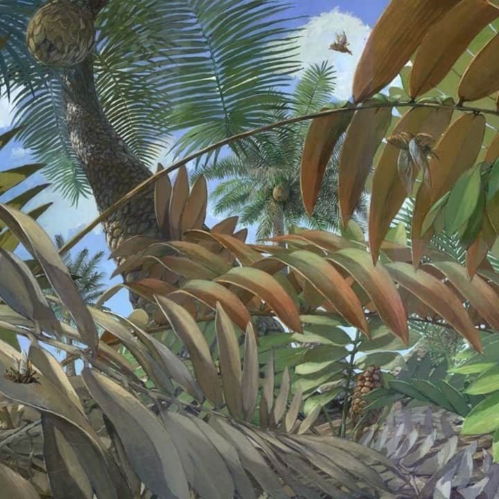 ニューヨーク植物園のインスタグラム：「It's #NationalFossilDay, and we're not just talking dinosaur bones. . This Friday, October 16, join Dr. Dennis Wm. Stevenson, Senior Curator Emeritus of NYBG, for a look back on his 50 years working with some of the most famous living fossils: the cycads. This free digital webinar will dive into many aspects of cycad biology, including reproductive biology, anatomy, cytology, and molecular systematics—all of which help us understand the rich history of these ancient and important plants. Hit the link in our bio to register. . "Cycad habitat painting" © M. Rothman 2007 . #plantlove #nybgathome #museumfromhome #culturefromhome」