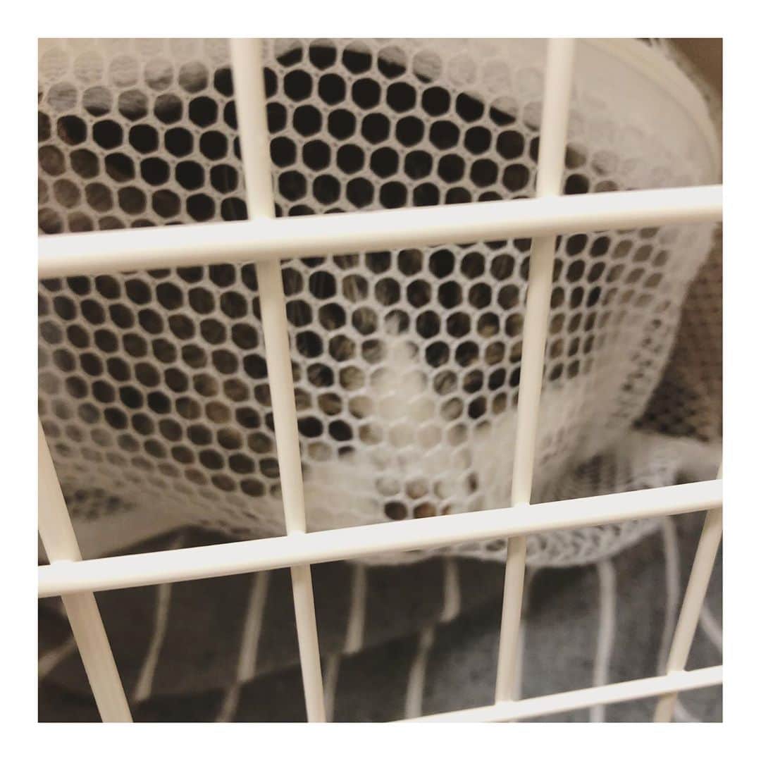 こむぎのインスタグラム：「* しおくんのこと…！！今日緊急入院となりました😢 先日抜歯手術を終えて、ステロイドを飲んで順調にカリカリが食べられるようになって来ていたしおくんでしたが、昨日から急にちゅーるすら食べられなくなり…😭  痛そうにしているというよりは、何も食べたくないといった様子。 里親さんとしおくんどうしちゃったのかな、歯が痛い？お腹が気持ち悪い？とか色々考えながら今日一緒に病院へ行ったところ、血液検査とレントゲンで急性腎不全が発覚しました😭  元々尿道狭窄もあったしおくんですが、腎臓の方は今まで血液検査もレントゲンも異常なかったのに突然…💦 腎臓が両方とも全体的に腫れており、リンパ腫の疑いもあると…💦 しばらく入院をして、輸液療法とリンパ腫の検査をすることになりました😭  歯の方はお陰様で写真のとおり、抜歯手術をしたことで炎症もかなりおさまり綺麗になっていました！！👏👏 今回食べられなくなったのは、お口が痛いからではなく別の原因からでした…！！😭😭  8月に正式譲渡となったしおくん。譲渡早々にしおくんが体調を崩してしまい申し訳ないと里親さんがすごく落ち込まれていたのですが、里親さんの元でケアしてもらうことでちょっとした変化にも早く気がつくことが出来て、早期に受診・治療出来たのは里親さんのおかげだと思っています😭 しおくんは元々パウチがそんなに好きなタイプではないし、カリカリも今はみんなが自由に食べられるように置き餌なので、あのまま現場にいたら気がつくのはもっと遅くなっていたと思います…😢  しおくんの抜歯手術と落ち着くまでのケアを支援金からサポートしたいと以前に書いておりましたが、今回の入院(1週間くらいになる予定と聞いています)とその後しばらくしおくんが安定するまでの通院費も支援金からサポートさせていただけると嬉しいです…😭😭  しおくんの里親さんは最初に我が家にいた臼歯の全抜歯をした"くじら"の里親希望してくださったのですが、さらに現場にた最年長でおしっこの出が悪いしおくんのことも心配してくださって預かりも挙手してくださいました。結果くじらもしおくんもお家の子としてお迎えしてくださった方です😭  しおくん、しっかり側で見守ってくれる家族に出会えて本当に良かったよね😭 まずは検査結果がどうなるかですが、しおくんはきっと元気になれると信じたいと思います🙏🏻✨✨ また結果が出たら報告いたしますー！ 皆様支援金のご協力本当にありがとうございます🙇🏻 みんな元気に、幸せになれるように引き続き応援いただけますと嬉しいですーー😭😭😭  しおくん、くじらの里親さんのアカウント→ @siokujira.com925  #岐阜多頭崩壊レスキュー」