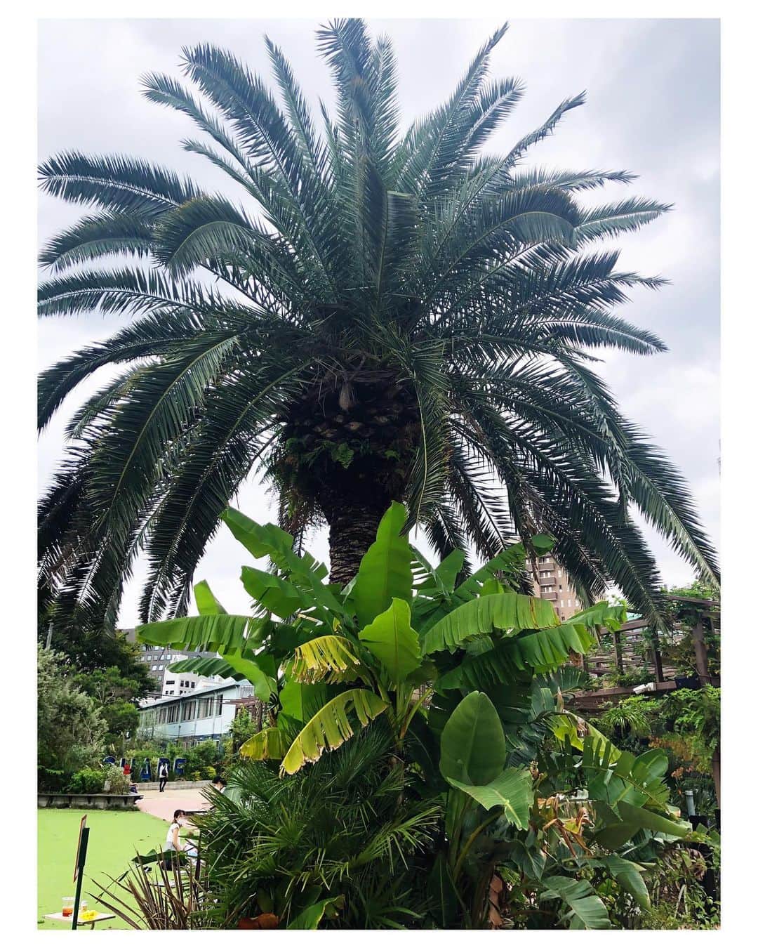 M'sブライダルさんのインスタグラム写真 - (M'sブライダルInstagram)「🌴solso park 南青山🌵 #南青山#ソルソパーク #憩の場 #デートスポット #オススメスポット #観葉植物 #コーヒータイム #美味しい #カップル #子供連れ #出会い#お見合い#婚活#結婚#結婚相談所#エムズブライダルジャパン🌺 #エムズブライダル🌈 #msbridal」10月14日 23時35分 - msbridal_pr
