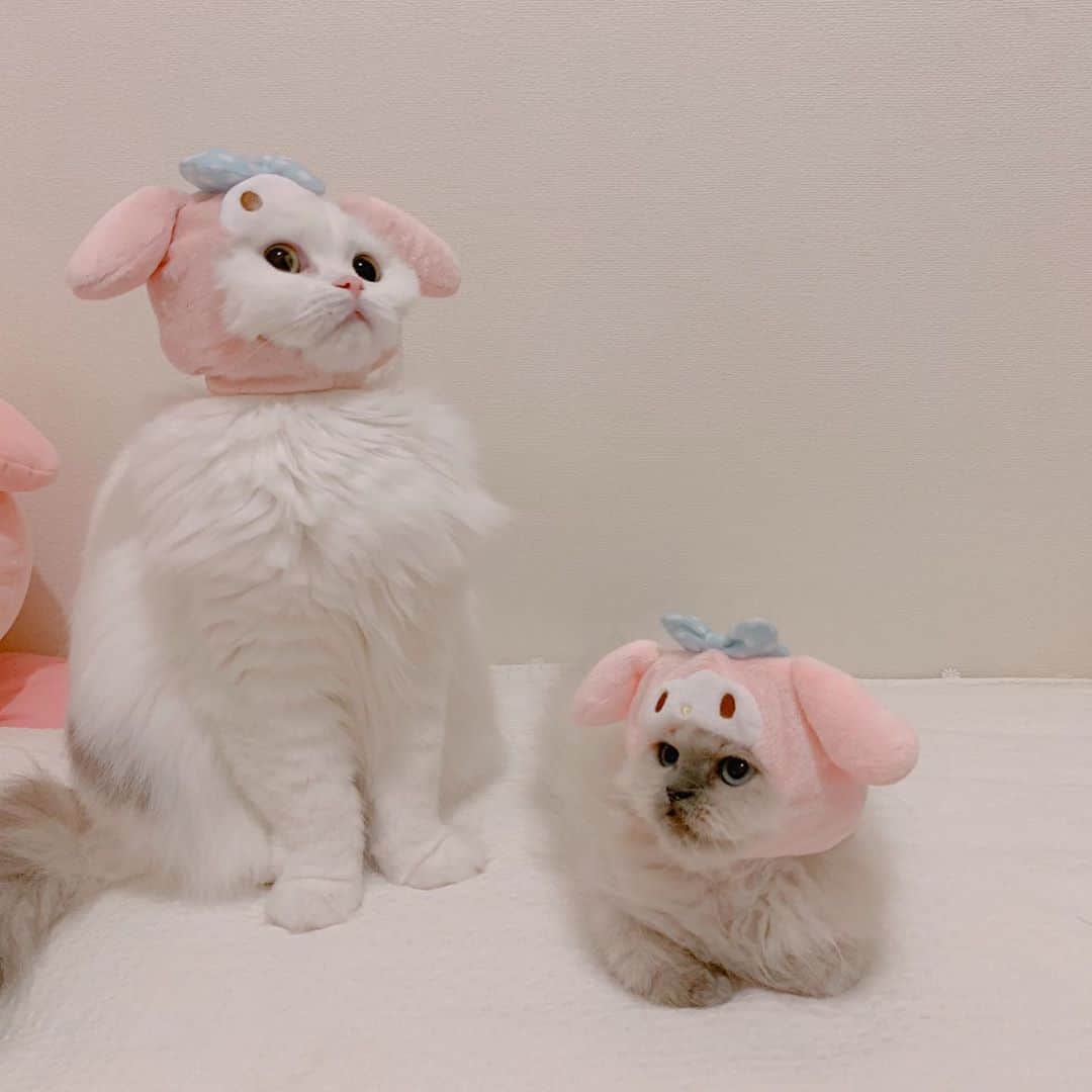 のんたさんのインスタグラム写真 - (のんたInstagram)「マイメロちゃんになったぱん&ぽる かわいい子たちを見て心を落ち着かせよう😌 ・  #scottishfold #catstagram_japan #catsofinstagram #cats_of_instagram#catoftheday #ilovemycat #bestmeow #catlover #cutecat #kittensofinstagram #cute #スコティッシュフォールド#エキゾチックロングヘア#exoticlonghair#sanrio#sanriocharacters#マイメロ#mymelody」10月14日 23時36分 - utacci
