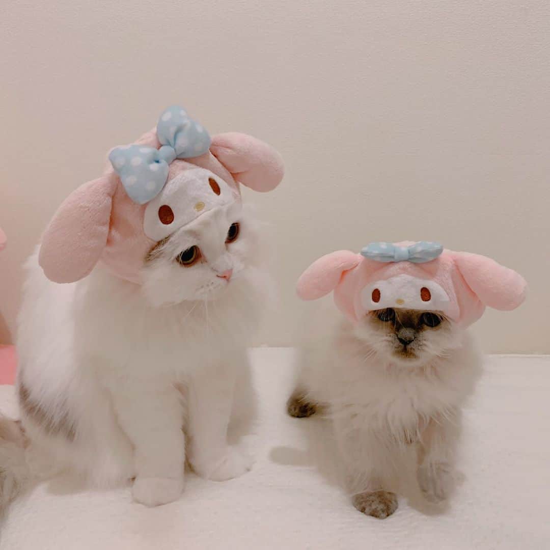 のんたさんのインスタグラム写真 - (のんたInstagram)「マイメロちゃんになったぱん&ぽる かわいい子たちを見て心を落ち着かせよう😌 ・  #scottishfold #catstagram_japan #catsofinstagram #cats_of_instagram#catoftheday #ilovemycat #bestmeow #catlover #cutecat #kittensofinstagram #cute #スコティッシュフォールド#エキゾチックロングヘア#exoticlonghair#sanrio#sanriocharacters#マイメロ#mymelody」10月14日 23時36分 - utacci