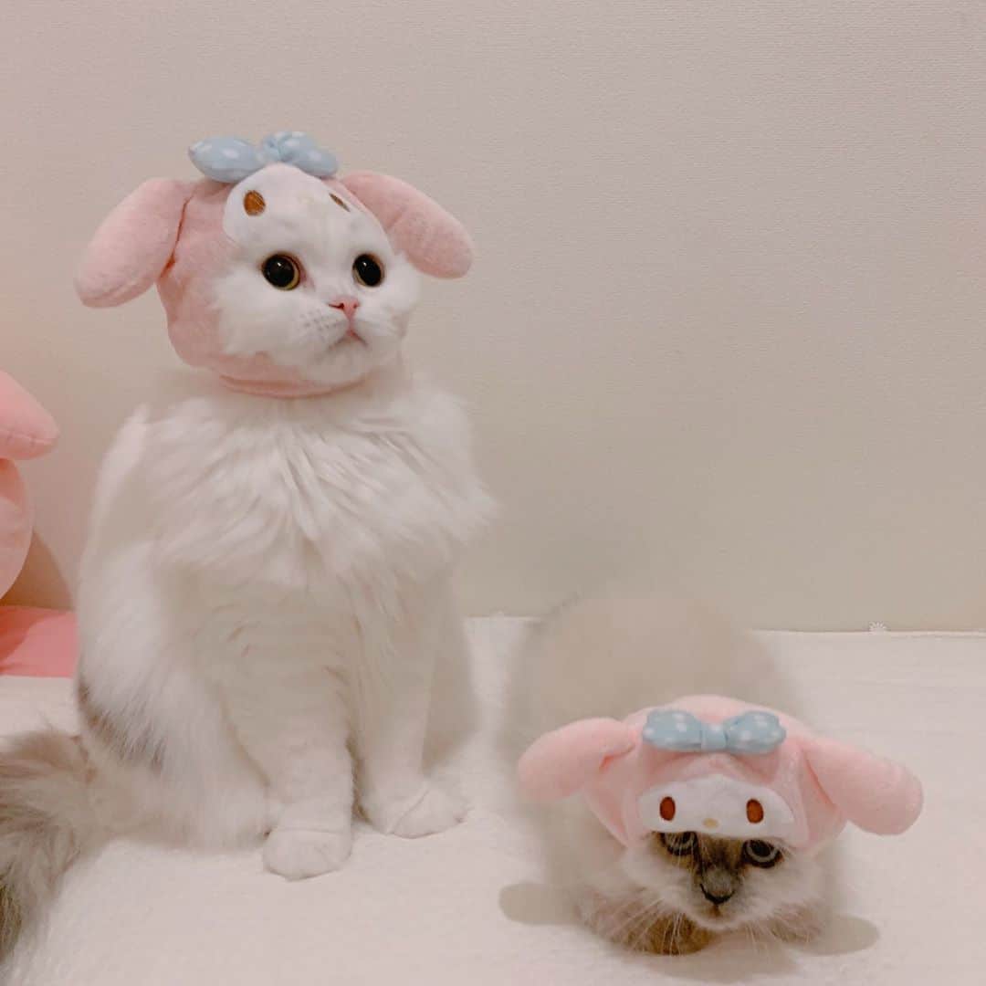 のんたさんのインスタグラム写真 - (のんたInstagram)「マイメロちゃんになったぱん&ぽる かわいい子たちを見て心を落ち着かせよう😌 ・  #scottishfold #catstagram_japan #catsofinstagram #cats_of_instagram#catoftheday #ilovemycat #bestmeow #catlover #cutecat #kittensofinstagram #cute #スコティッシュフォールド#エキゾチックロングヘア#exoticlonghair#sanrio#sanriocharacters#マイメロ#mymelody」10月14日 23時36分 - utacci