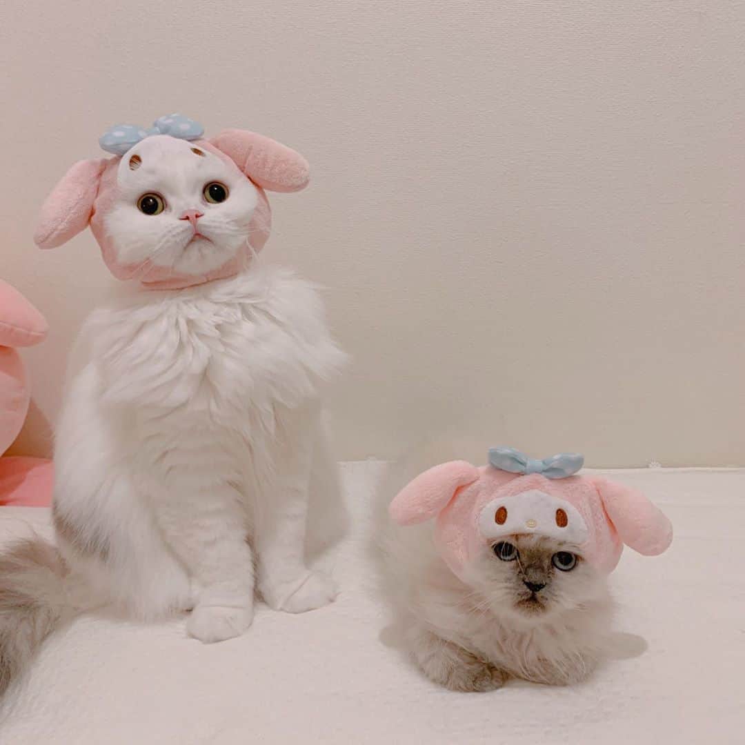 のんたさんのインスタグラム写真 - (のんたInstagram)「マイメロちゃんになったぱん&ぽる かわいい子たちを見て心を落ち着かせよう😌 ・  #scottishfold #catstagram_japan #catsofinstagram #cats_of_instagram#catoftheday #ilovemycat #bestmeow #catlover #cutecat #kittensofinstagram #cute #スコティッシュフォールド#エキゾチックロングヘア#exoticlonghair#sanrio#sanriocharacters#マイメロ#mymelody」10月14日 23時36分 - utacci
