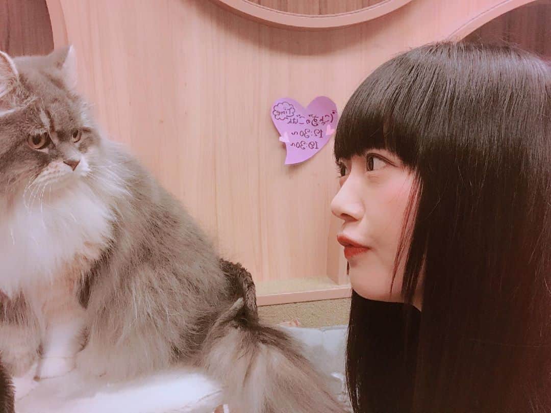 新ユウユさんのインスタグラム写真 - (新ユウユInstagram)「#僕猫 通ってましたฅ( ̳• ·̫ • ̳ฅ) みんな顔が可愛い子猫なの」10月14日 15時16分 - yuyucm