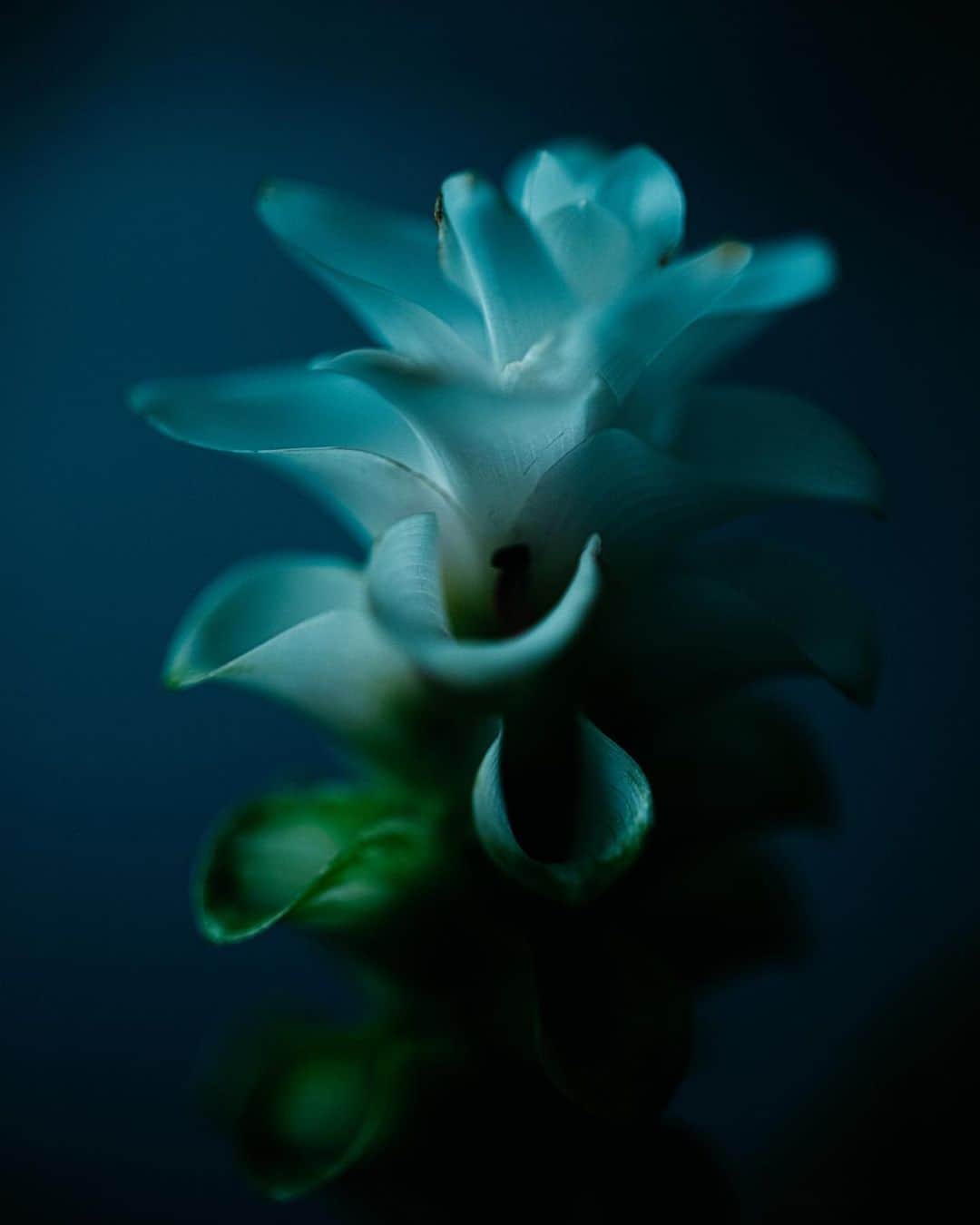 林響太朗のインスタグラム：「#flower #blue #photography #fujifilm #gfx50r」