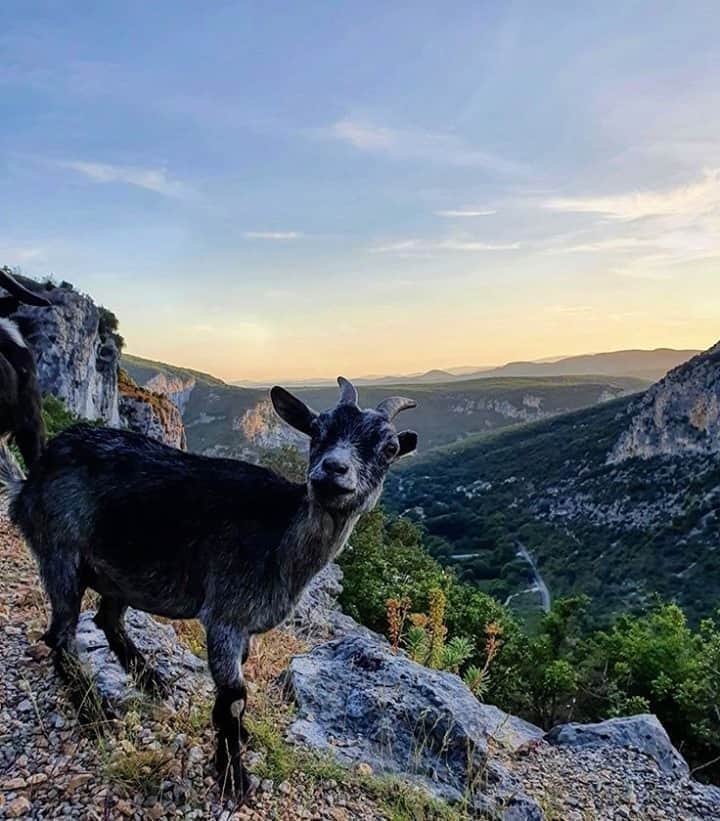 Melvita Officialのインスタグラム：「Notre tête quand on nous dit que l’été est définitivement fini et que l’on repense aux douces températures et aux beaux couchers de soleil… Les fameuses chèvres 🐐 dans les gorges de l’Ardèche 😍, qui en a déjà croisées sur son chemin ?  Merci à @made_in_ardeche pour cette photo que l’on adore !  #melvita #cosmetique #bio #naturel #nature #Ardeche #madeinardeche #chevre #naturelover #cute #montagne #France #merveillesdefrance #picoftheday #emerveillesparlardeche」