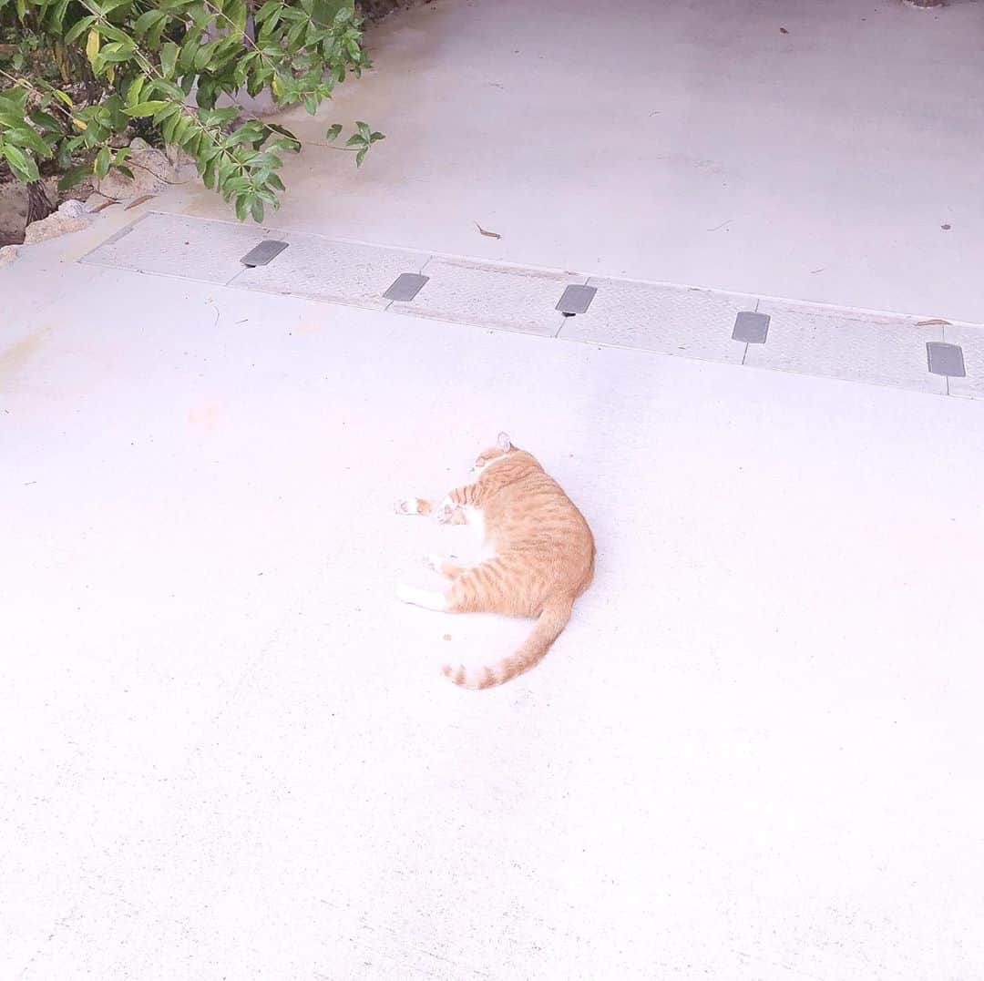 桜井木穂さんのインスタグラム写真 - (桜井木穂Instagram)「猫様に近づいてみた。 名前はちびちゃんというそうです。  犬派だったんですけど、猫もいいなぁって茶色と黒2匹飼って育てたいなって思います。猫触ると鼻水止まらなくなるのはどうしてでしょうか。 #猫 #ねこすたぐらむ #沖縄 #琉球村 #ちぴちゃん」10月14日 16時14分 - sakuraikiho