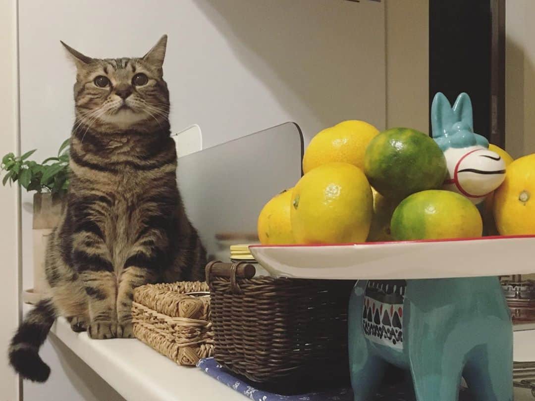 ありす & まりあのインスタグラム：「This mandarins is delicious 🍊ビタミン補給してにゃ。」