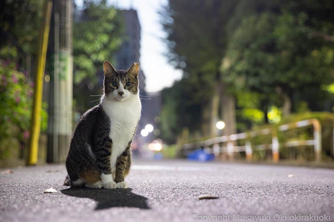 Masayukiさんのインスタグラム写真 - (MasayukiInstagram)「早朝から凛々しく。」10月14日 16時29分 - okirakuoki