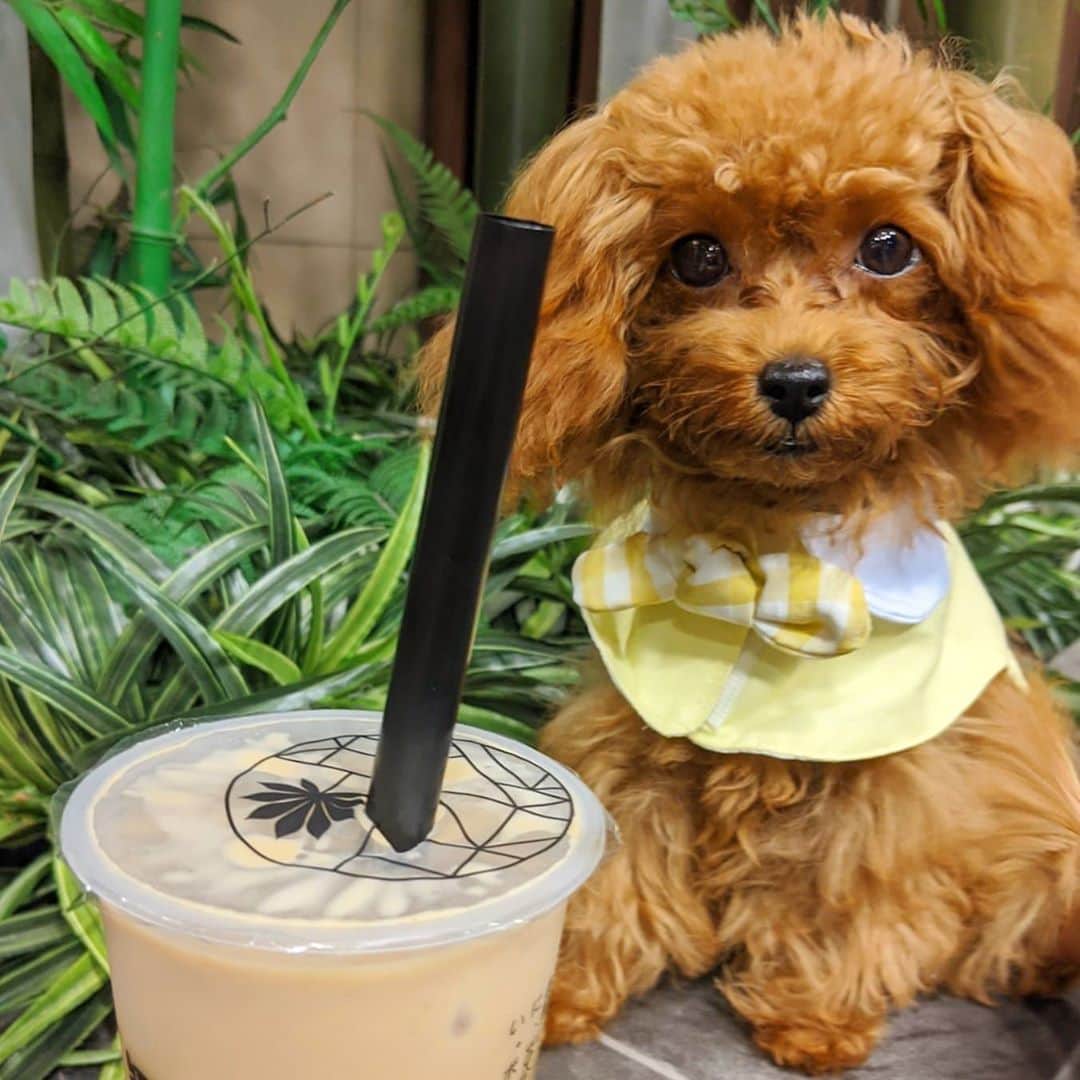 のインスタグラム：「. @chichara.cafe  昨年からよく通ってるお店 愛犬連れての来店は初めて  この前冒険して小芋園ミルクティー頼んだけど やっぱり定番のタピオカ黒糖ミルクティが好き♡  わんこにも甘くて良い香り届くかな？  #chichara #知茶楽 #インスタ割り引きやってます #タピオカドリンク #タピオカ黒糖ミルクティー #タピオカミルクティー #台湾スイーツ #甘党 #甘党女子 #スイーツ女子 #タピ活 #takeout #ペット連れ #お散歩コース #愛犬のいる生活 #トイプードル #ティーカッププードル #toypoodle #teacuppoodle #いぬすたぐらむ #いい子に育ちました」