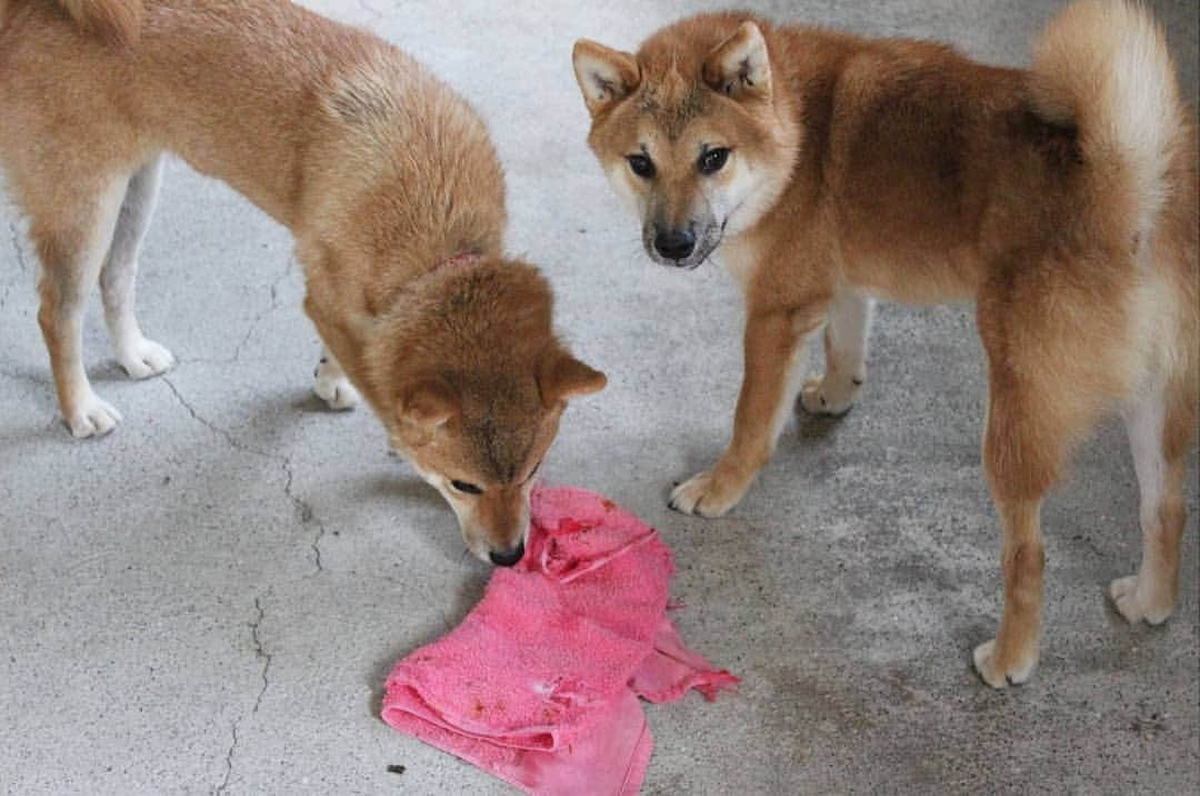 柴犬たま Shibainu Tamaさんのインスタグラム写真 - (柴犬たま Shibainu TamaInstagram)「悪びれる様子なし‼😝﻿ ﻿ (ボロタオルだったからいいんだけどね…😅)﻿ ﻿﻿﻿ Caption trans🇬🇧﻿﻿﻿﻿﻿﻿﻿ They don't seem to take offense‼️😝﻿ (Well, it's an old towel, so I don't mind…😅)﻿ ﻿﻿﻿﻿﻿ #たま家族 #柴犬コイ #柴犬トロ #柴犬ウニ #おしゅし兄弟 #仲良し兄弟 #タオルぴーっ #ぴーっ #いたずらっ子 #破壊神 #プリケツ #しっぽモフモフ #後頭部フェチ #かなりひし形﻿ #カモメ眉毛 #カモメ眉 #柴犬 #shiba #shibainu #shibastagram #犬 #dog #柴犬子犬 #子犬 #shibapuppy #shibainupuppy #puppy #多頭飼い」10月14日 17時25分 - tama7653