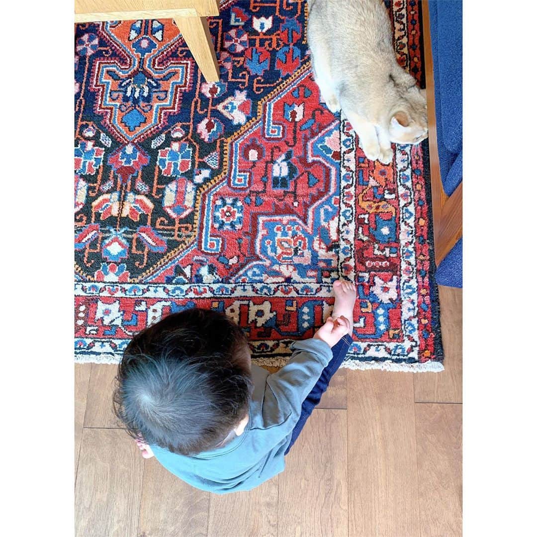 大橋夏菜さんのインスタグラム写真 - (大橋夏菜Instagram)「生後6ヶ月のネコちゃん🐈と、 生後10ヶ月のぼくちゃん🍼  赤ちゃん同士何か感じることがあるのか、仲良くなるのに時間かからなかったな💛  ふわふわのネコ用ベッドに嬉しそうに転がるぼくちゃんもかわいかった😊  かわいく、美味しく、楽しい時間でした💓 また会いに行こうね🐈💕  #猫と赤ちゃん #赤ちゃん同士 #アレルギーなくてよかった #ノンアルコールワイン #イチジクのケーキ #秋刀魚とキノコといくらのパエリア #どれも絶品 #おじゃましました🏠」10月14日 17時28分 - kana817_ohashi