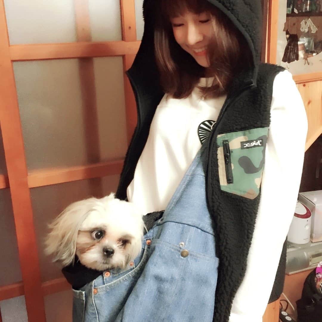 のインスタグラム：「おさんぽに行ってきます。  #大福 #シーズー #中島だいふく #散歩」