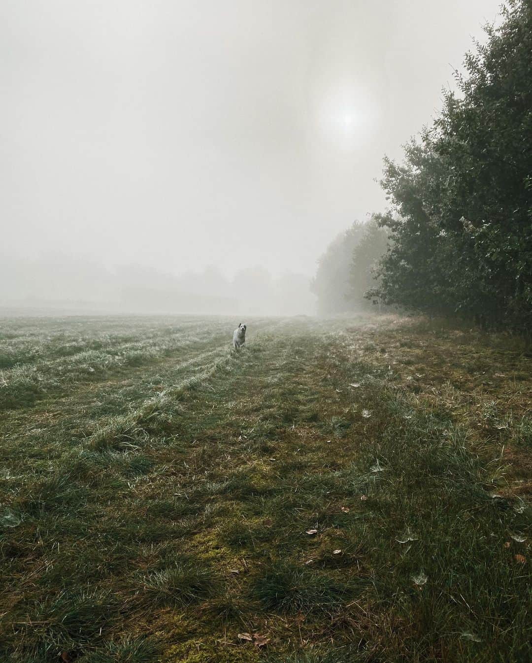 のインスタグラム：「The weather on the last day in Brandenburg was magical. #nicothemutt」