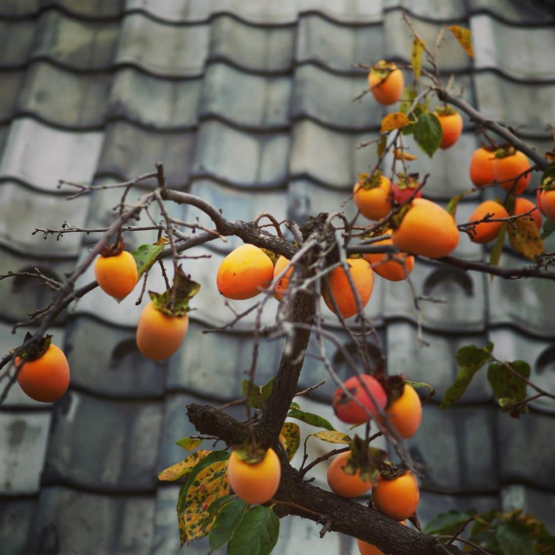 佐野史郎さんのインスタグラム写真 - (佐野史郎Instagram)「お隣のお家の柿の実」10月14日 18時42分 - sanovabitch