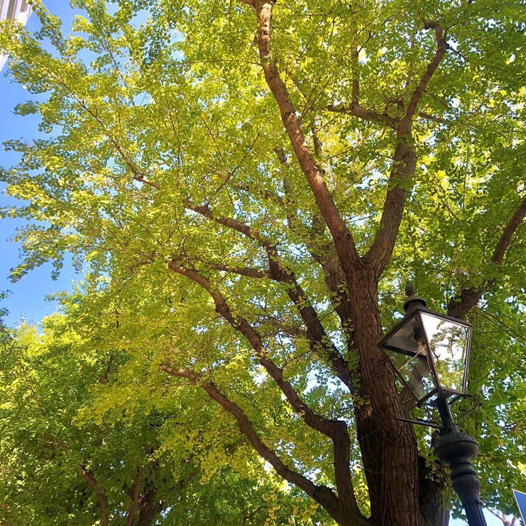 【公式】ホテルニューグランドさんのインスタグラム写真 - (【公式】ホテルニューグランドInstagram)「＊ きのこやかぼちゃ、ぶどうを使用した旬のメニューが豊富に揃う館内で、秋の深まりを感じる今日この頃。 ホテル前の銀杏並木もほんのりと色付いてまいりました。  #ホテルニューグランド #横浜 #秋 #銀杏 #ぎんなん #いちょう並木 #黄色と青 #青空 #空 #紅葉 #葉っぱ #銀杏並木 #黄葉 #きのこ #パンプキン #シャインマスカット #今日は #写真好きな人と繋がりたい #iphoneカメラで撮る世界 #自然 #昼休み #神奈川県 #山下公園 #樹木 #色づき始め #秋の景色 #yokohama #hotelnewgrand #season #nature」10月14日 18時35分 - hotelnewgrand