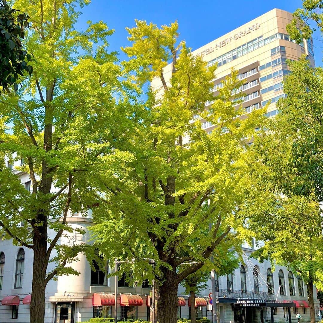 【公式】ホテルニューグランドさんのインスタグラム写真 - (【公式】ホテルニューグランドInstagram)「＊ きのこやかぼちゃ、ぶどうを使用した旬のメニューが豊富に揃う館内で、秋の深まりを感じる今日この頃。 ホテル前の銀杏並木もほんのりと色付いてまいりました。  #ホテルニューグランド #横浜 #秋 #銀杏 #ぎんなん #いちょう並木 #黄色と青 #青空 #空 #紅葉 #葉っぱ #銀杏並木 #黄葉 #きのこ #パンプキン #シャインマスカット #今日は #写真好きな人と繋がりたい #iphoneカメラで撮る世界 #自然 #昼休み #神奈川県 #山下公園 #樹木 #色づき始め #秋の景色 #yokohama #hotelnewgrand #season #nature」10月14日 18時35分 - hotelnewgrand