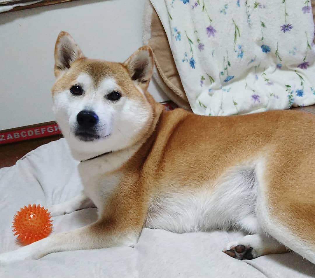柴犬⭐️サスケのインスタグラム：「こんばんワン #明日は寒いらしい#掛け布団増やしたら#一番乗りは茶助#ですよね#茶助#柴犬#赤柴#わんだフォ #ふわもこ部 #犬ら部 #pecoいぬ部 #shibasnap #shibagram #shibastagram #🐶#いぬのいる暮らし #🐶📷 #柴北会 #北海道」