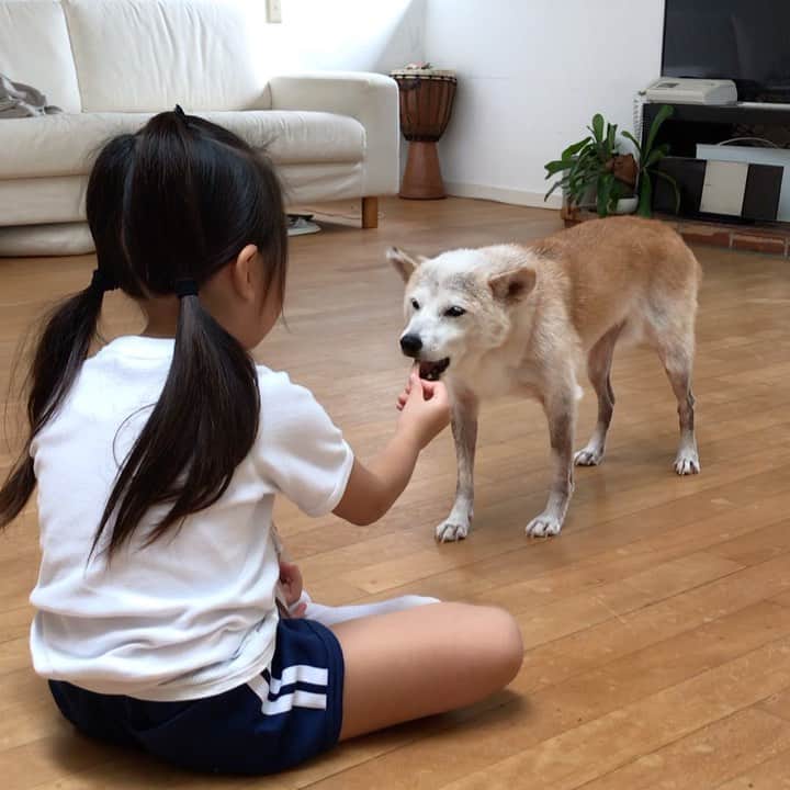 柴犬リリコのインスタグラム：「食欲の秋です🍂 Kちゃまがご飯🍚を食べているとジリジリと近付いてきたので、リリコさんもおやつタイム🦴🐶」