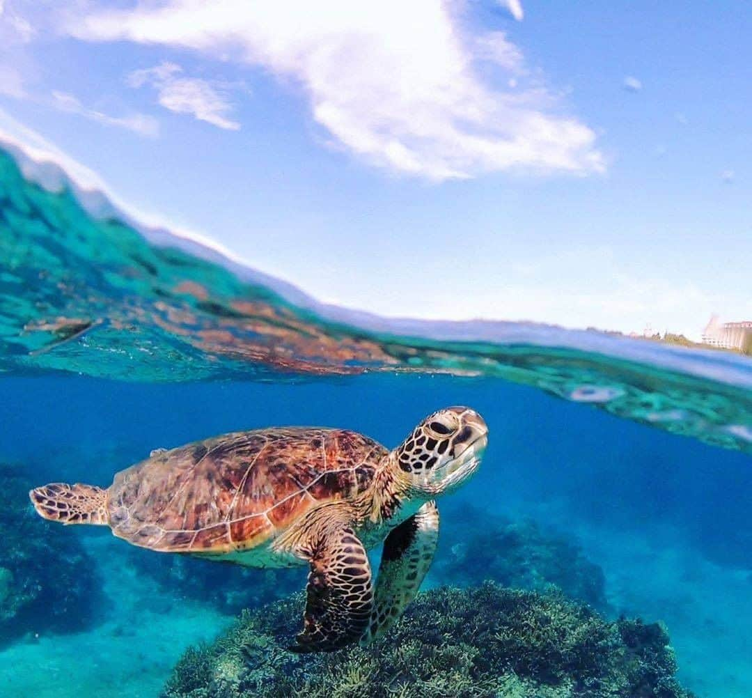 Be.okinawaさんのインスタグラム写真 - (Be.okinawaInstagram)「The beautiful sea where marine life lives! On Miyako Island, tours feature endangered species and the natural environment. If you meet a sea turtle, don't frighten it. Just enjoy watching it from a distance.  📍: Hakuai Waiwai Beach, Miyako Island 📷: @aiumi0926 Thank you very much for the wonderful photos!  Hold on a little bit longer until the day we can welcome you! Experience the charm of Okinawa at home for now! #okinawaathome #staysafe  Tag your own photos from your past memories in Okinawa with #visitokinawa / #beokinawa to give us permission to repost!  #miyakoisland #宮古島 #미야코지마 #waiwaibeach #わいわいビーチ #seaturtle #ウミガメ #endangeredspecies #japan #travelgram #instatravel #okinawa #doyoutravel #japan_of_insta #passportready #japantrip #traveldestination #okinawajapan #okinawatrip #沖縄 #沖繩 #오키나와 #旅行 #여행 #打卡 #여행스타그램」10月14日 19時00分 - visitokinawajapan